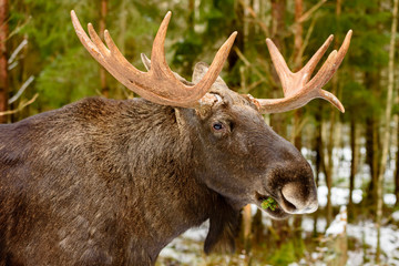 Moose (Alces alces) bull portrait in forest landscape.