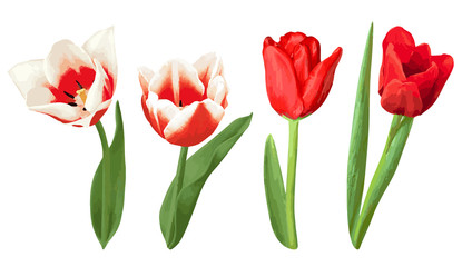 Set of decorative red and white tulips. Beautiful realistic flowers, buds and leaves
