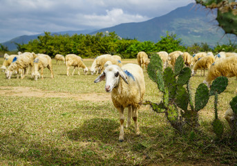 Fototapeta premium Sheep on a plain meadow