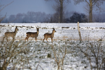 a herd of deer in the winter