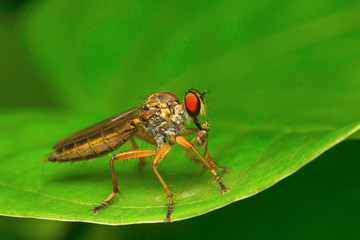 Robber fly, Aarey Milk Colony , INDIA