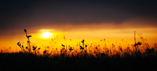Fototapeta na wymiar Grass Silhouette awe orange fire sunset background