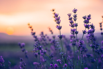 Fototapeta na wymiar Lavender Field in the summer, natural colors, selective focus.