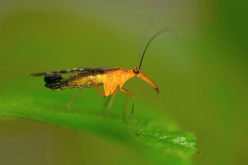 Scorpion fly , Aarey Milk Colony , INDIA