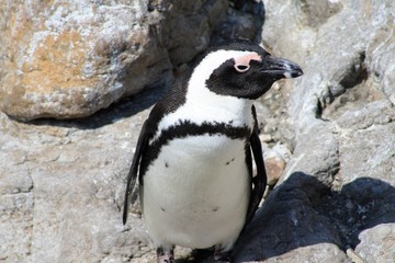 animali pinguino natura uccelli fauna