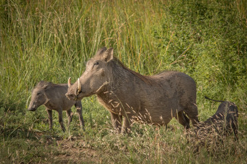 Naklejka na ściany i meble The Warthog Family