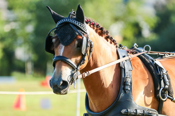Horse in the race tournament in Marathonkumt. Tension in portrait.