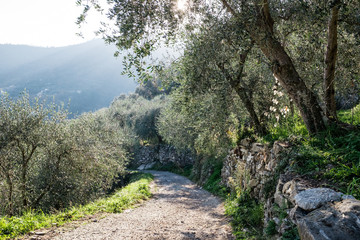 Terraces with olive plantation, Ligurian mountains, Imperia, Italy