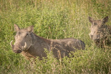 The Warthog Family