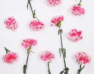 Flower pattern of pink carnation flowers on white background. Flat lay, top view. Carnation flower texture.