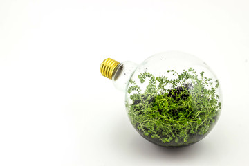 Incandescent bulbs with plants planted inside.