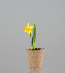 Yellow narcissus flower in a earth cylinder without a pot