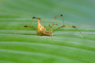 Spider , Aarey Milk Colony