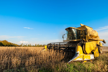 Fototapeta premium Harvesting of soybean field with combine harvester.