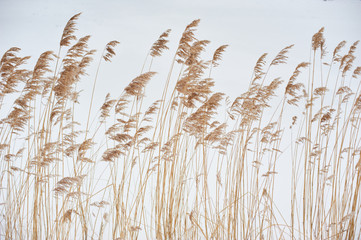 Fototapeta Dried stalks of reeds against the background of winter. obraz