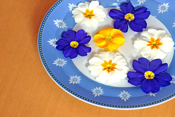 colorful blossoms swimming in a blue bowl