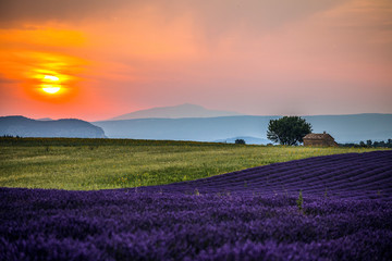 Lavender fields at sunset near the village of Valensole, Provence, France.
