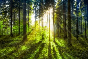 Foto auf Glas Grüne Waldlichtung im Sonnenlicht © eyetronic