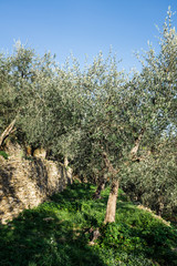 Terraces with olive plantation, Ligurian mountains, Imperia, Italy