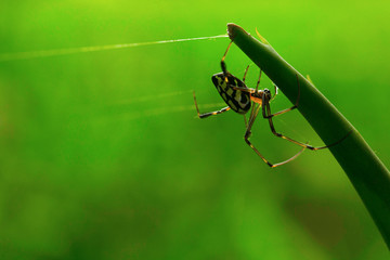 Spider , Aarey Milk Colony ,INDIA.