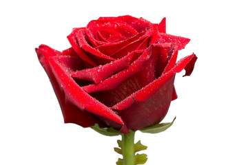 Red rose, bud, velvety stumps with dew drops, isolated