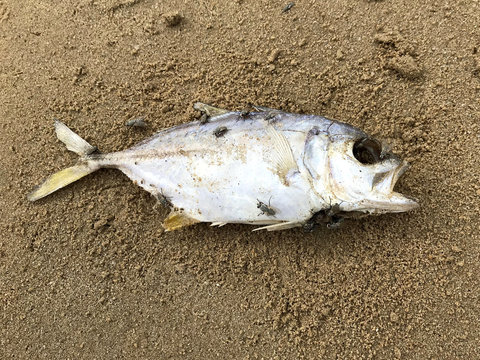 Dead fish Mackerel on the beach. Fish and Flies