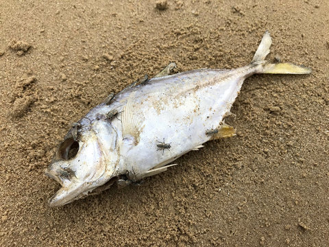 A dead fish on the beach. Sand, death and flies.