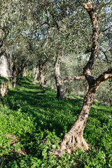 Terraces with olive plantation, Ligurian mountains, Imperia, Italy