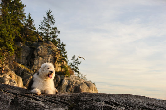 Old English Sheepdog outdoor portrait on cliff with trees