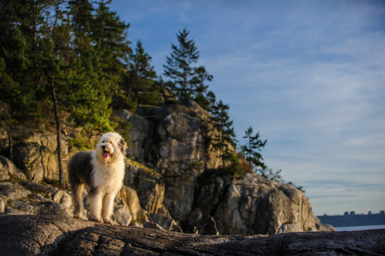 Old English Sheepdog outdoor portrait standing on cliffs and forest