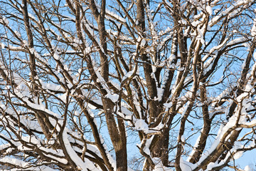Snow covered oak tree branches in winter