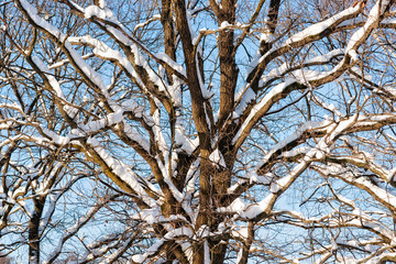 Snow covered oak tree branches in winter