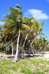 Fototapeta premium viaggi palma tropicale spiaggia alberi cielo