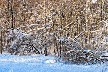 Snow covered leafless trees in winter forest