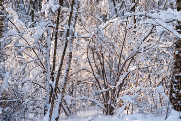 Snow covered leafless trees and shrubs in winter