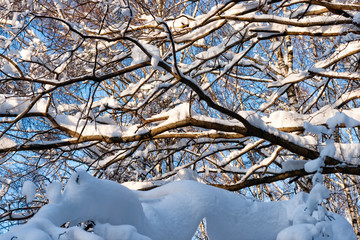 Snow covered leafless trees and shrubs in winter
