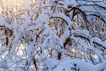 Sunset in a winter forest. Snow covered trees
