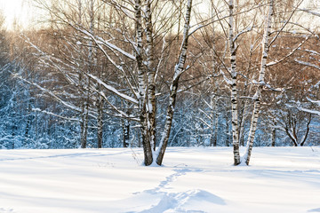 Sunset in a winter forest. Snow covered trees