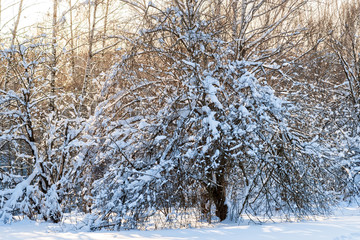 Sunset in a winter forest. Snow covered trees