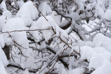 Snow covered trees and bushes in the winter park