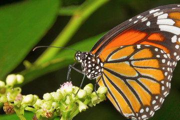 Striped tiger butterfly, Danaus genutia , Aarey Milk Colony