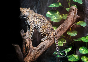 Leopard on timber