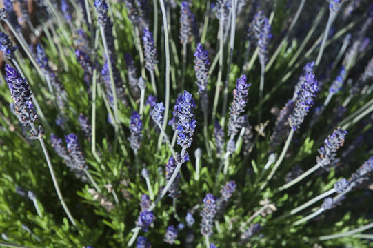 Horizontal close-up shot of beautiful lavender flowers in a sunny summer morning