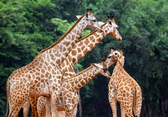Obraz premium Family of giraffes in the zoo.