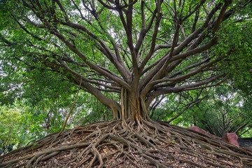 Obraz premium banyan tree.