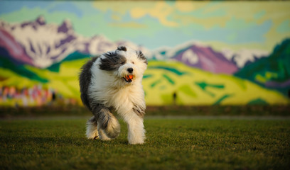 Old English Sheepdog outdoor portrait running on field with mountain mural