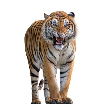 Tiger Roaring isolated on white background.