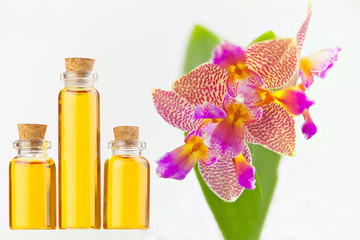 Beautiful rare orchid in pot on white background