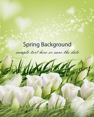 Spring flowers and green grass Vector background. Realistic illustrations