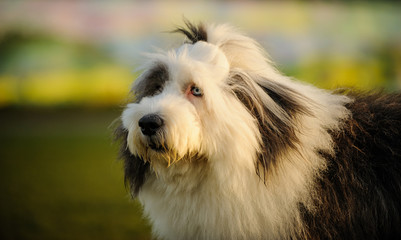 Old English Sheepdog outdoor portrait in nature